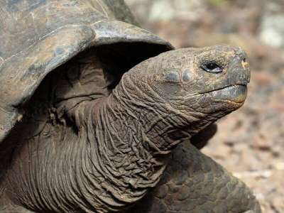 Galapagos  Une nouvelle espèce de tortue détectée par ADN