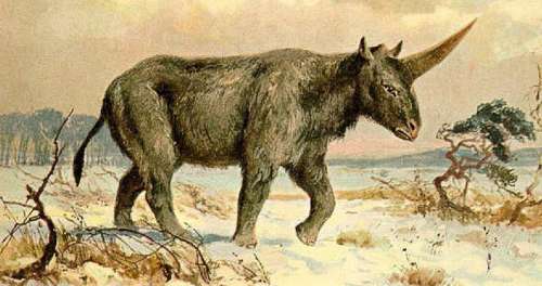 Découverte d’un crâne fossilisé : Les licornes auraient vécu sur terre ! 