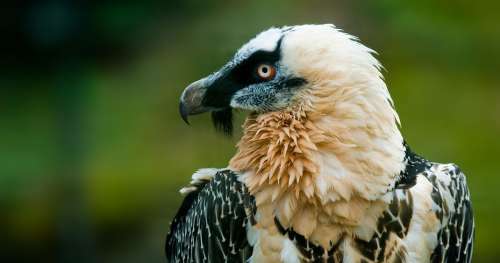 10 faits intrigants qui font du gypaète barbu l’un des oiseaux les plus mystérieux de la planète
