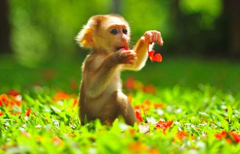 L’image de la semaine : un bébé macaque savoure de délicieuses fleurs