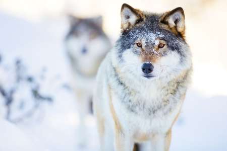 La Norvège condamne ses loups à l’extinction : 70% d’entre eux vont être tués