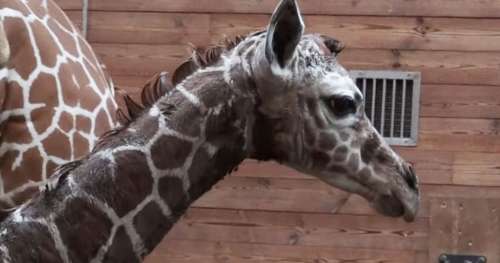 Assistez à la naissance émouvante d’un bébé girafe