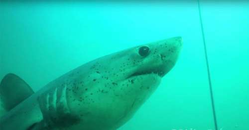 Classé “espèce en danger” en France, le requin-taupe fait son retour au large de la Bretagne