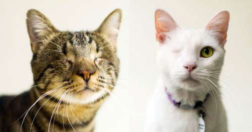 Cette photographe capture la beauté des chats aveugles pour leur trouver un foyer