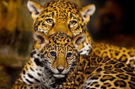 L’image de la semaine : un bébé jaguar et sa maman se câlinent dans leur tanière