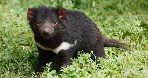 Cet animal pourrait bien sauver l’Homme des supers bactéries