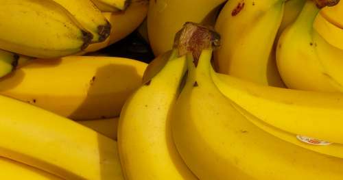 Le verdict est sans appel : la banane est désormais menacée de disparition