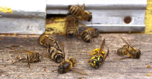 Cette nouvelle étude à grande échelle montre l’étendue des dangers des pesticides sur les abeilles