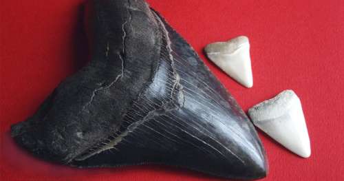 Une espèce gigantesque de requin préhistorique vient d’être découverte !