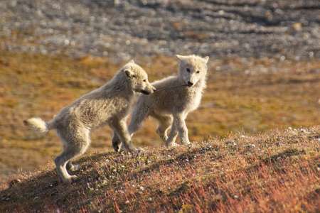 L’image de la semaine : deux louveteaux se chamaillent dans les plaines de l’Arctique