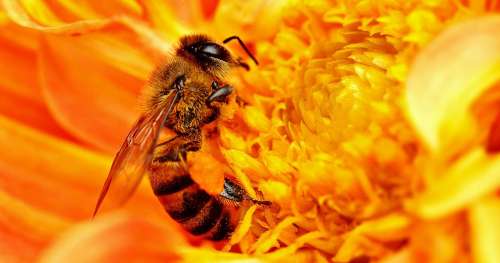 QUIZ : Les abeilles sont essentielles à notre survie, mais que savez-vous d’elles ?