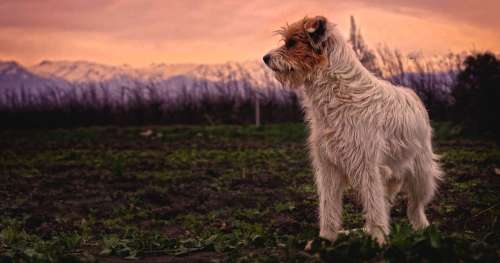 Voici comment l’agriculture a bouleversé le code génétique des chiens