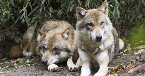 Découvrez quel département français abat le plus de loups