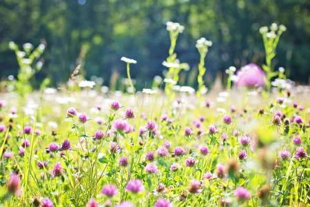 Le langage des fleurs, un code complexe et raffiné