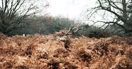 L’image de la semaine : le pelage d’un cerf se fond parfaitement dans les couleurs de l’automne