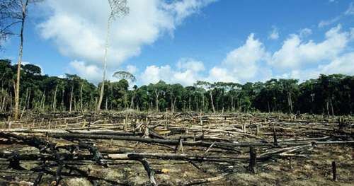 L’Homme creuse sa propre tombe : la déforestation fait naître de nouvelles maladies infectieuses