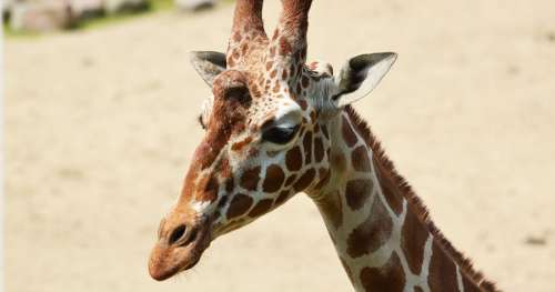 Les girafes sont en train de disparaître dans le plus grand des silences