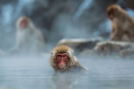 L’image de la semaine : un macaque japonais profite d’un bain relaxant dans l’eau