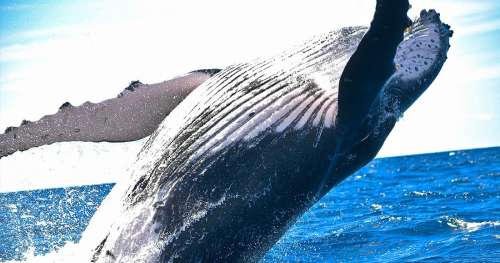 QUIZ : Que savez-vous des baleines, ces cétacés fascinants ?