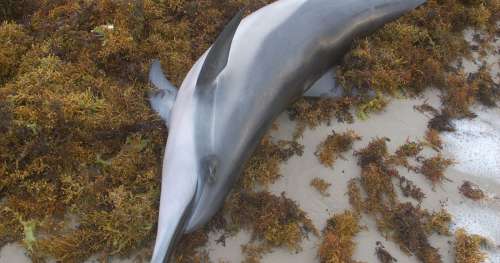 Empoisonnés par la pollution au mercure : les dauphins des Everglades sont en danger !