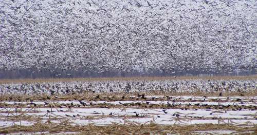 Aux États-Unis, des milliers d’oies des neiges meurent dans une eau polluée par une mine