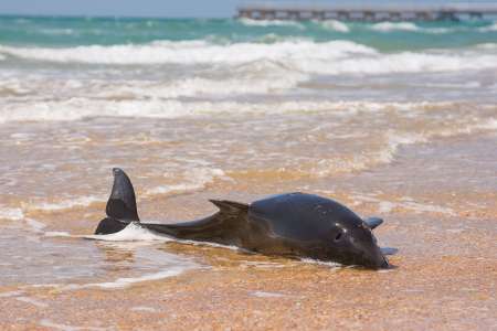 Désastreux : 85 dauphins se sont échoués en 4 jours sur les plages de Vendée et de Charente Maritime