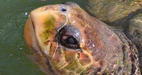 915 pièces de monnaies jetés par des touristes ont été retrouvées dans une tortue