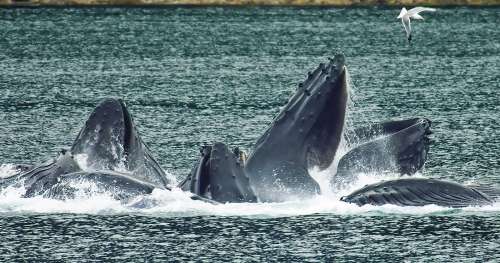 Normalement solitaires, les baleines à bosse forment d’immenses groupes sans qu’on ne sache pourquoi