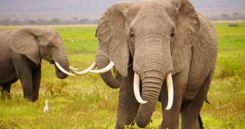 L’un des derniers éléphants aux défenses géantes a été abattu