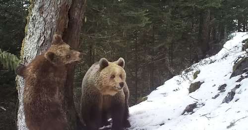 Adorable : plusieurs ours dont un ourson ont été filmés dans les Pyrénées