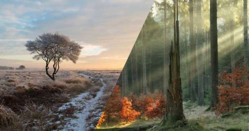 Vincent immortalise la splendeur des forêts