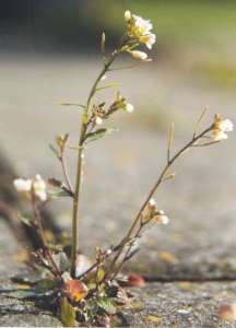 Une découverte sans précédent : les plantes savent quand elle sont en train d’être mangées