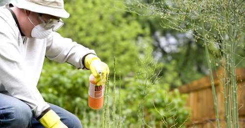 Scandale : les experts européens ont sous-évalué les risques cancérigènes du glysophate