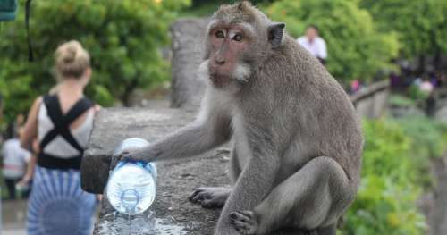 Dans ce temple indonésien, les singes marchandent les biens volés aux touristes !