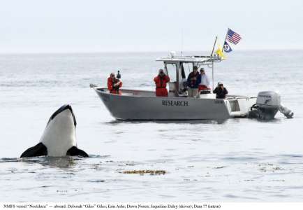 Orques contre baleines : le combat épique entre les géants des mers