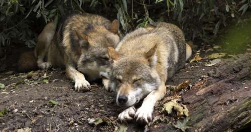 Ça y est… Deux loups en plus seront abattus chaque année en France