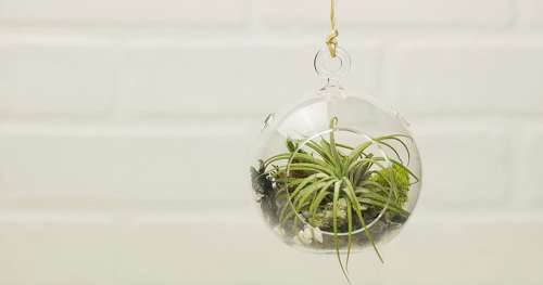 Apportez une touche de nature à votre intérieur avec ces terrariums suspendus