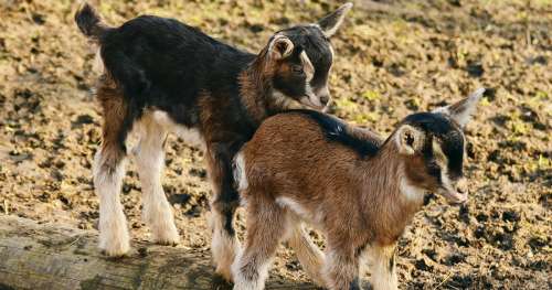 Dans une ferme pédagogique, 4 chèvres sont mortes à cause de la nourriture donnée par les visiteurs