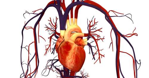 QUIZ : Saurez-vous répondre à ces questions sur le cœur humain ?
