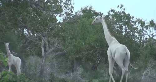 Incroyable : une girafe toute blanche et son petit ont été filmés au Kenya