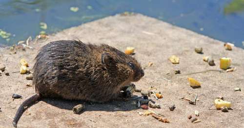 Ce rat récemment découvert est si grand qu’il peut briser des noix de coco avec ses dents