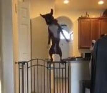 Un chien saute par-dessus un portail dans une maison