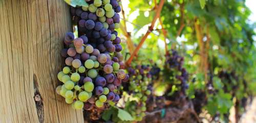 Canada : la route des vins de l'Okanagan