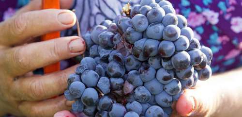 Foire aux vins : des pépites à prix canon