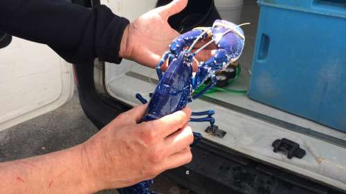 Un rare homard bleu repêché