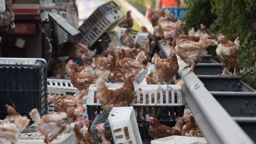 Des milliers de poules bloquent une autoroute