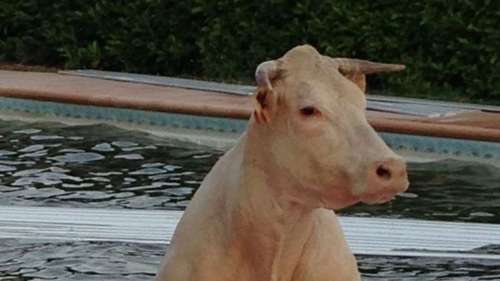 Une vache fait saucette dans une piscine résidentielle