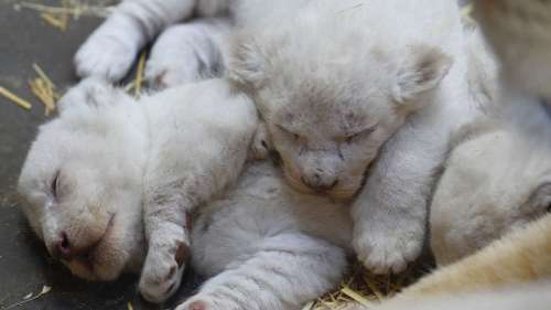 Naissance de trois lionceaux blancs