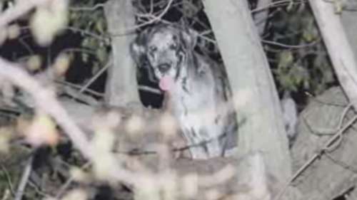 Une chienne de 120 livres coincée dans un arbre