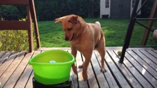 Buddy, le chien qui redonne le sourire